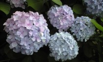 ca390653
