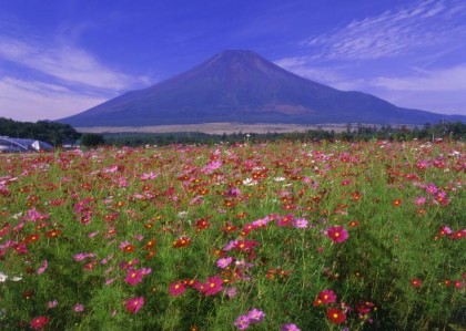 flower2_8001